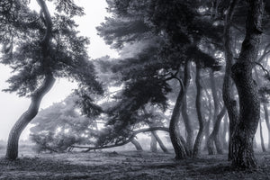 poster-print-pine-trees-dancing-in-the-fog-x