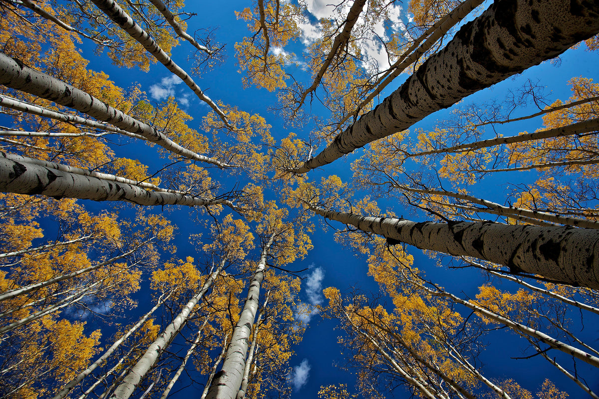 poster-print-aspen-s-fall-x