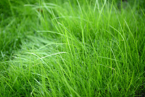 modern-3-piece-canvas-print-blades-of-grass