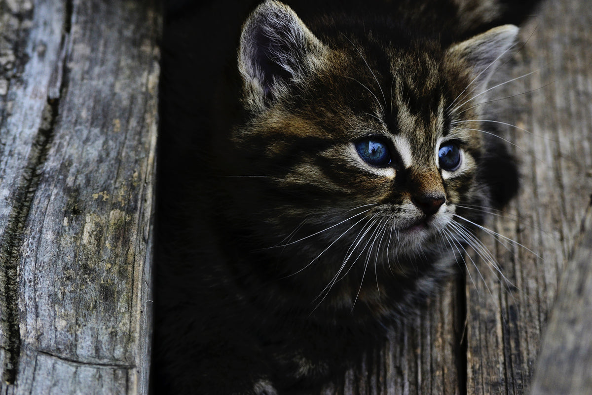 canvas-print-cats-child
