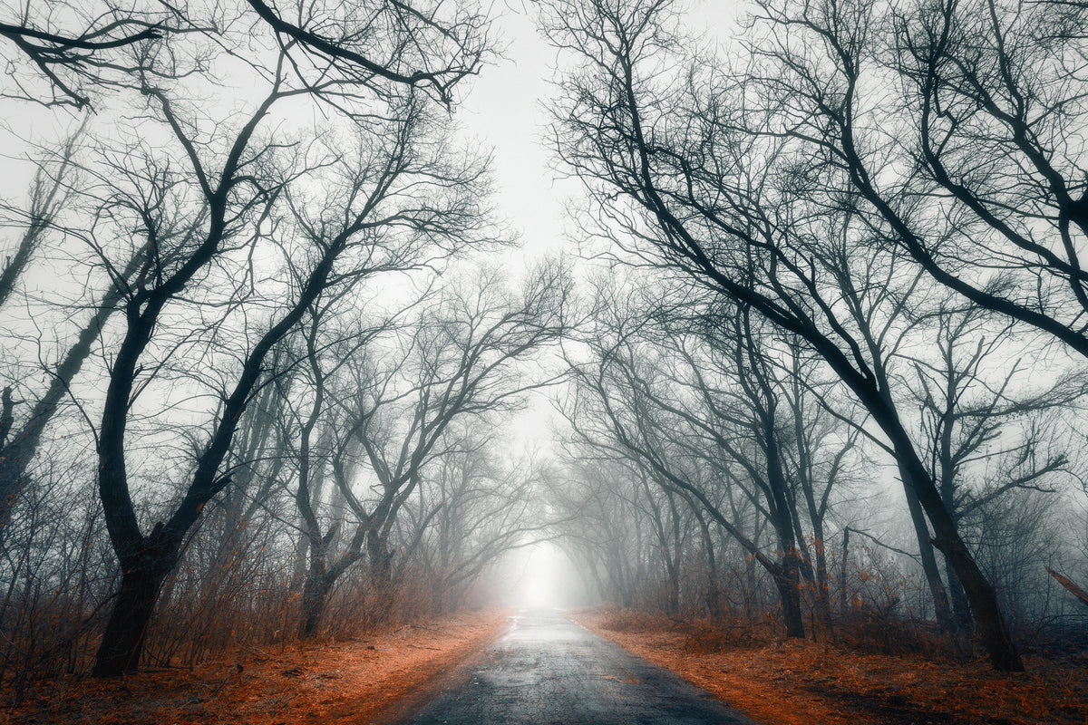 canvas-print-mysterious-mood-in-the-forest