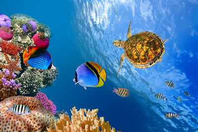 poster-print-fish-in-the-water