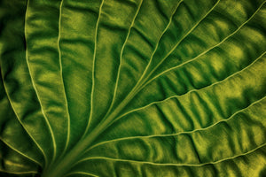 3-piece-acrylic-print-leaf-of-a-hosta