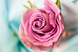 3-piece-acrylic-print-roseblossom-in-pink