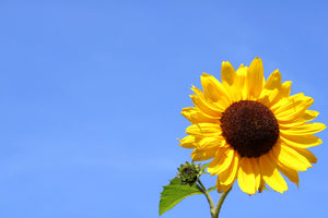 aluminium-print-sunflower-with-blue-sky