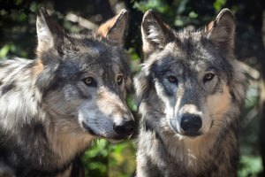 framedposter-print-2-wolves