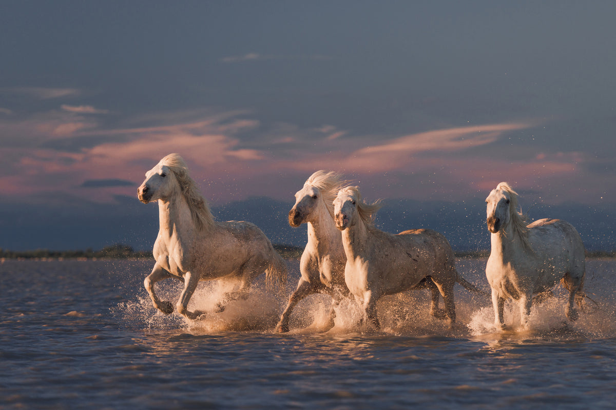 framedposter-print-angels-of-camargue