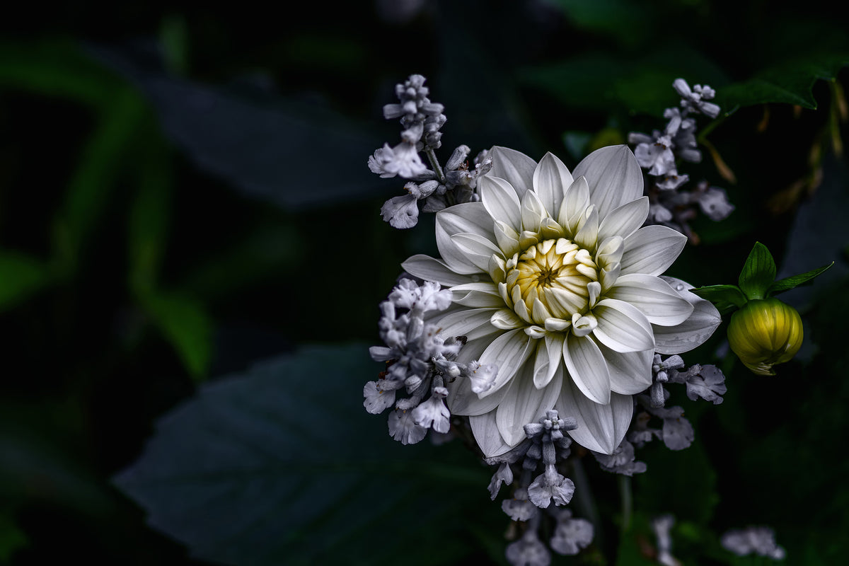 modern-3-piece-canvas-print-dahlia-flower