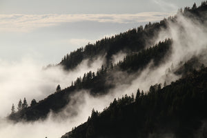 acrylic-print-fog-in-the-woods