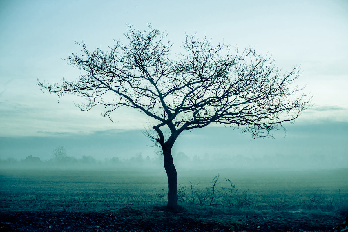poster-print-the-magic-tree