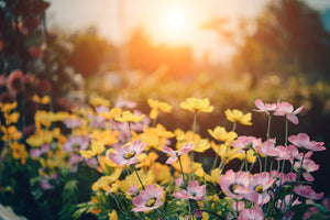 framedposter-print-the-flowers