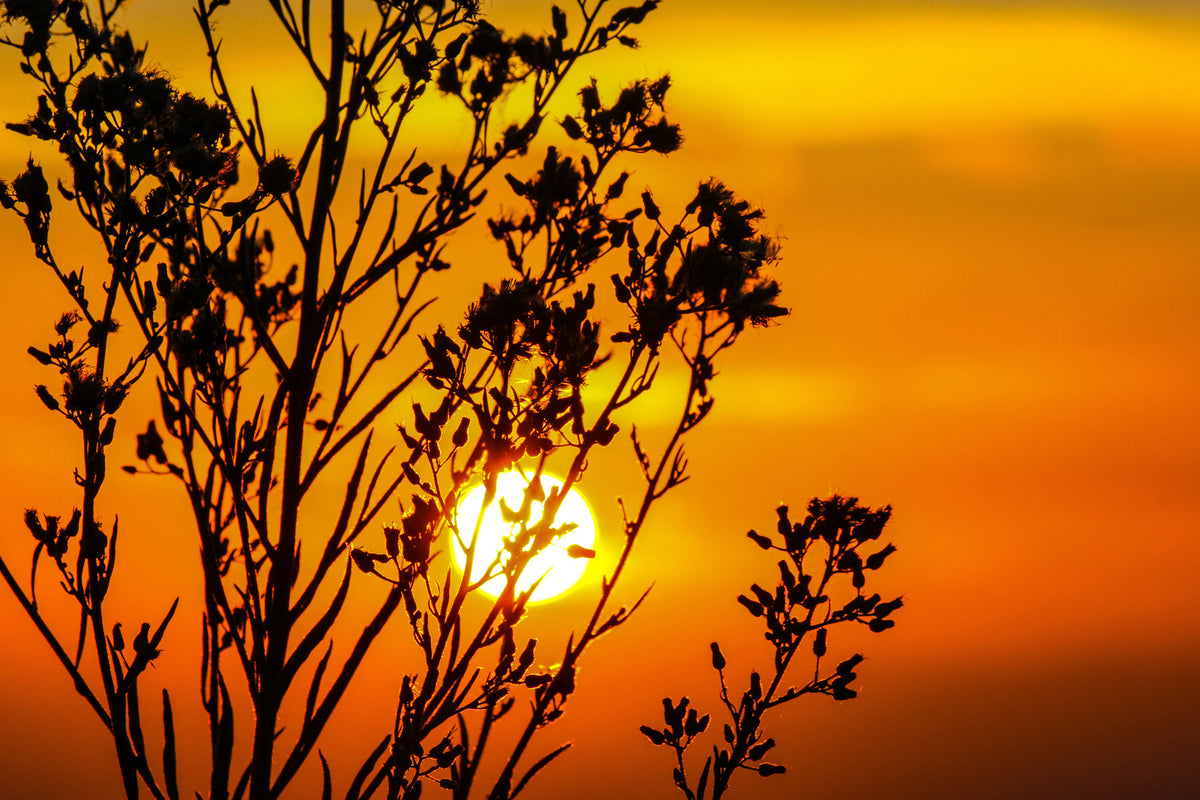 3-piece-acrylic-print-a-shrub-in-the-sunset