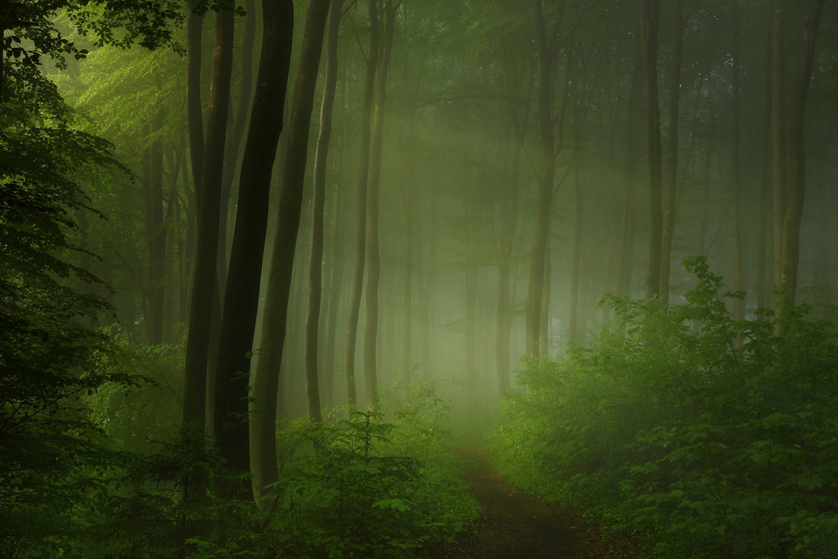 poster-print-forest-morning