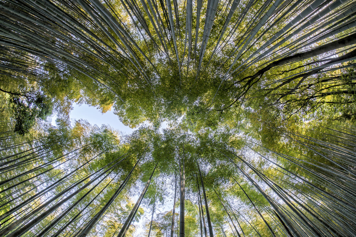 3-piece-aluminium-print-many-treetops