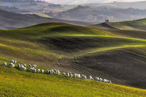 aluminium-print-pastoral-x