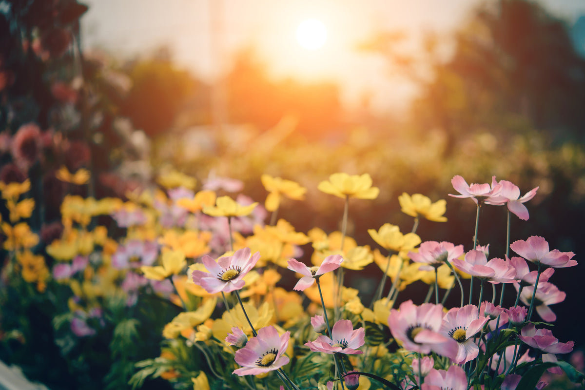 3-piece-aluminium-print-the-flowers