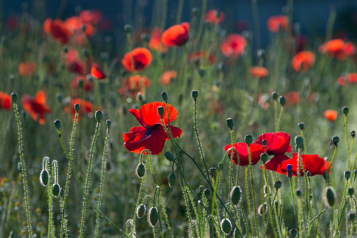 acrylic-print-wild-poppy