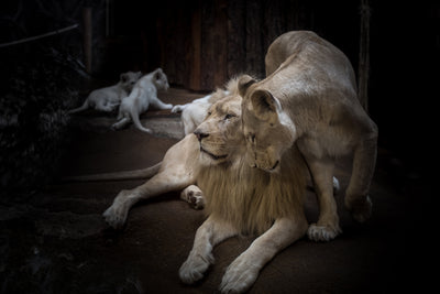 poster-print-the-lion-couple