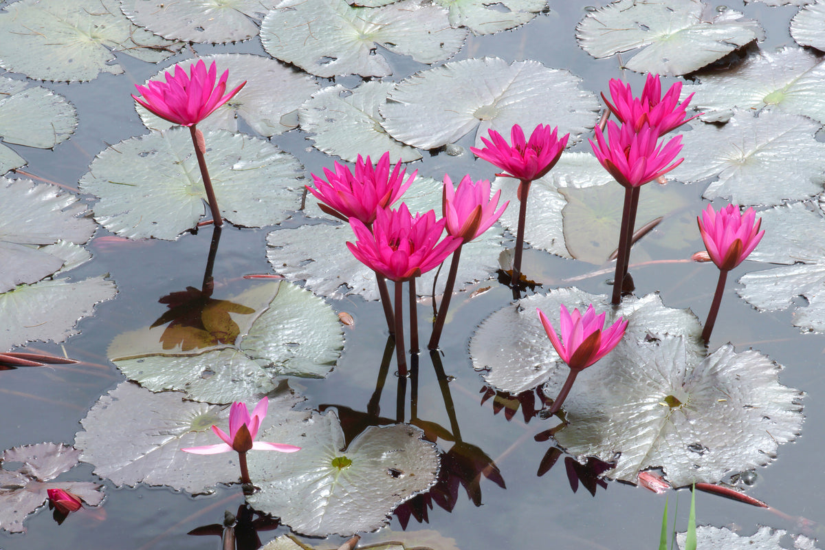 framedposter-print-jump-in-the-lily-pond