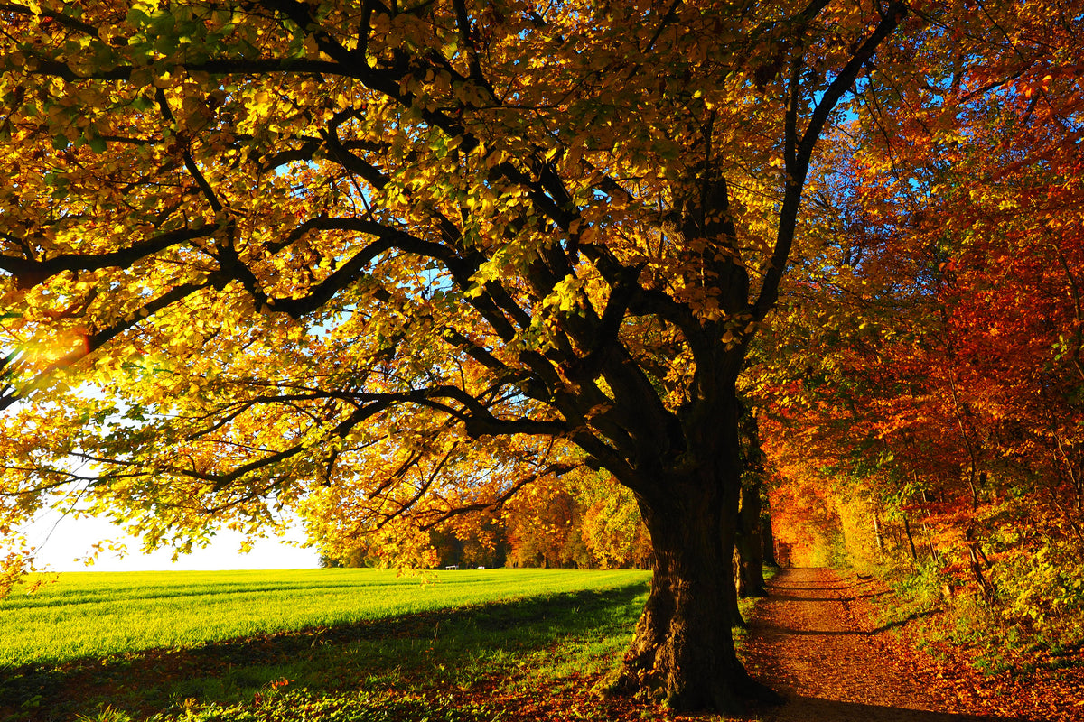 poster-print-trees-in-the-autumn