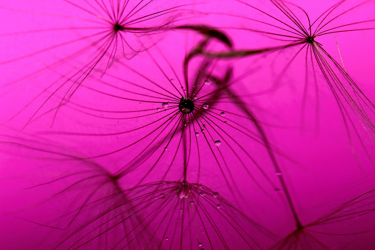 poster-print-dandelion-in-pink