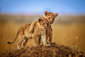 framedposter-print-brothers-for-life
