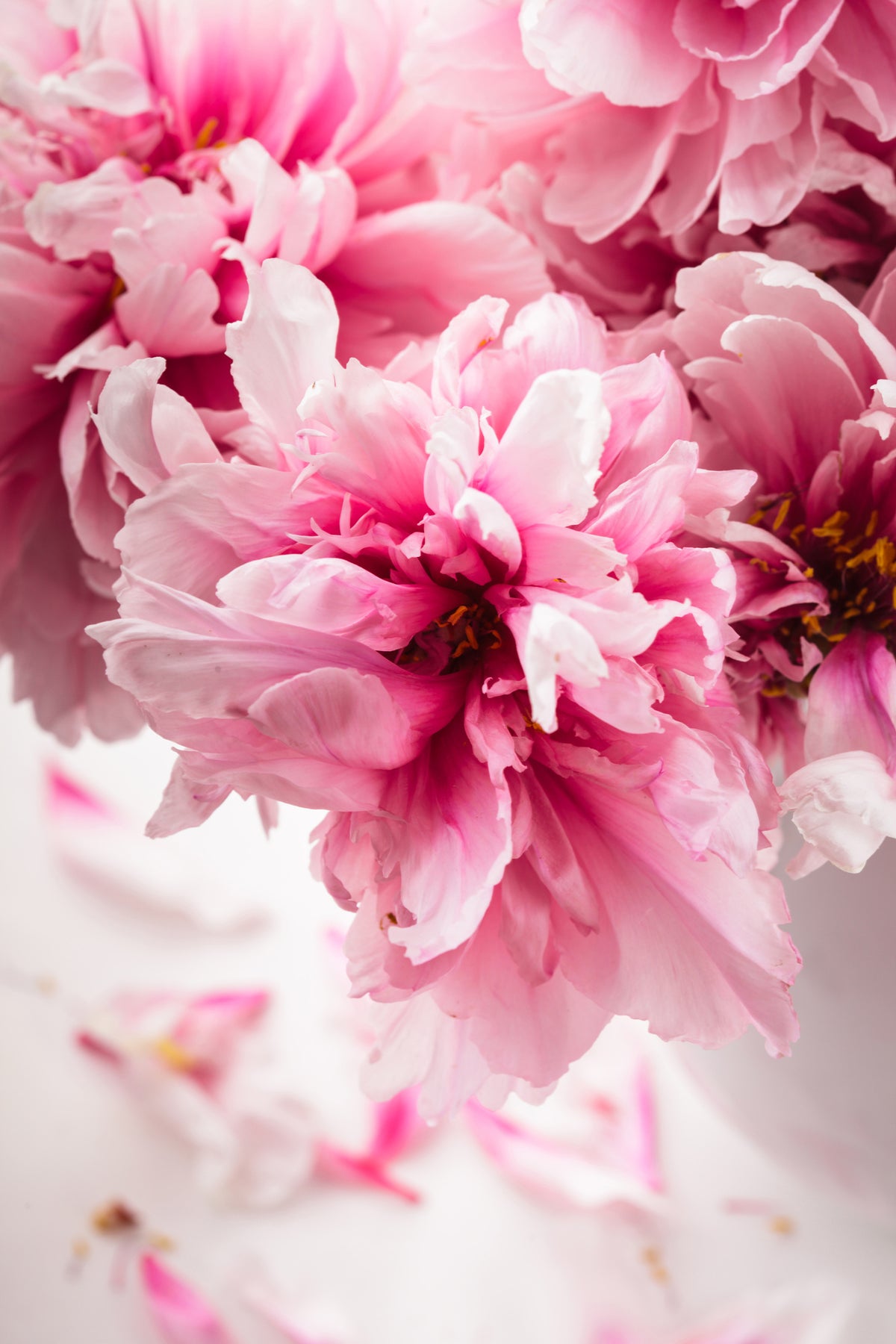 framedposter-print-peonies