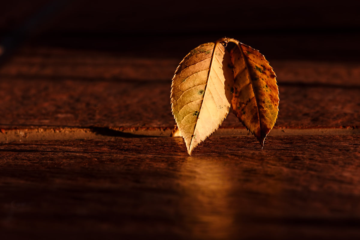 acrylic-print-the-leaf
