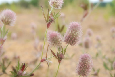 poster-print-delicate-flowers