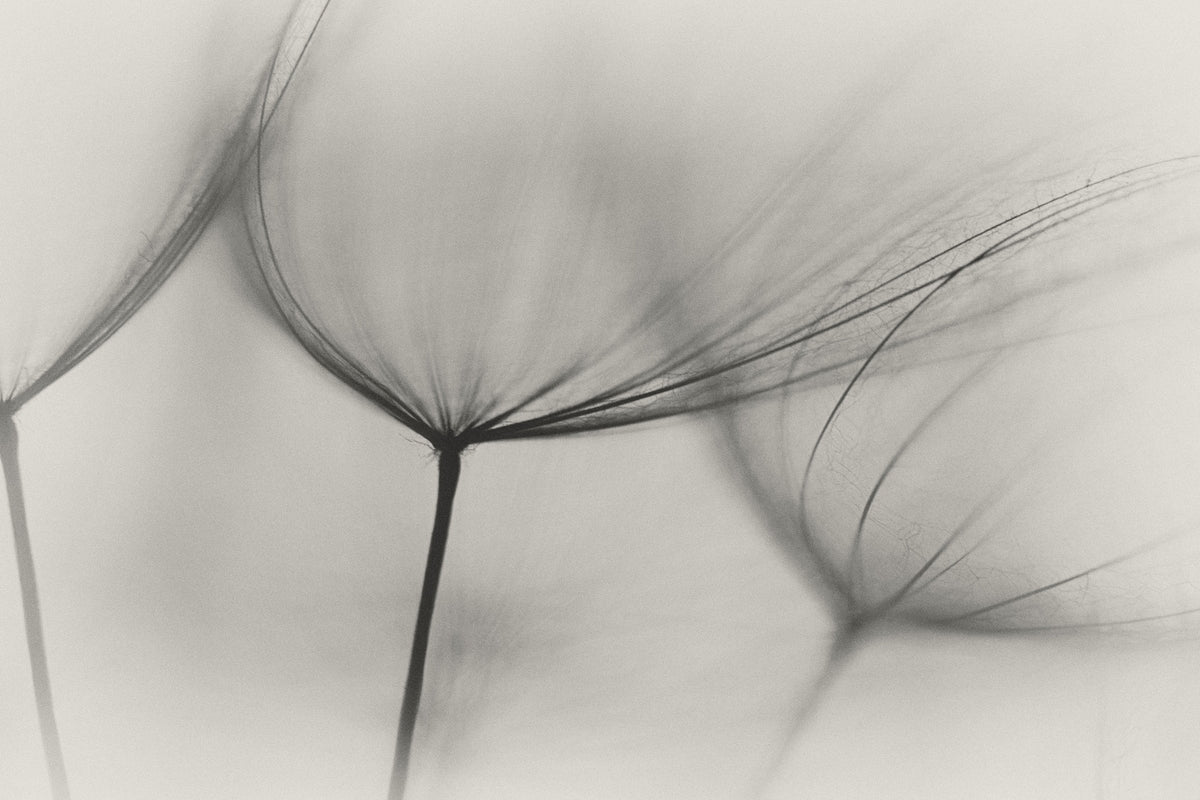 modern-3-piece-acrylic-print-tragopogon