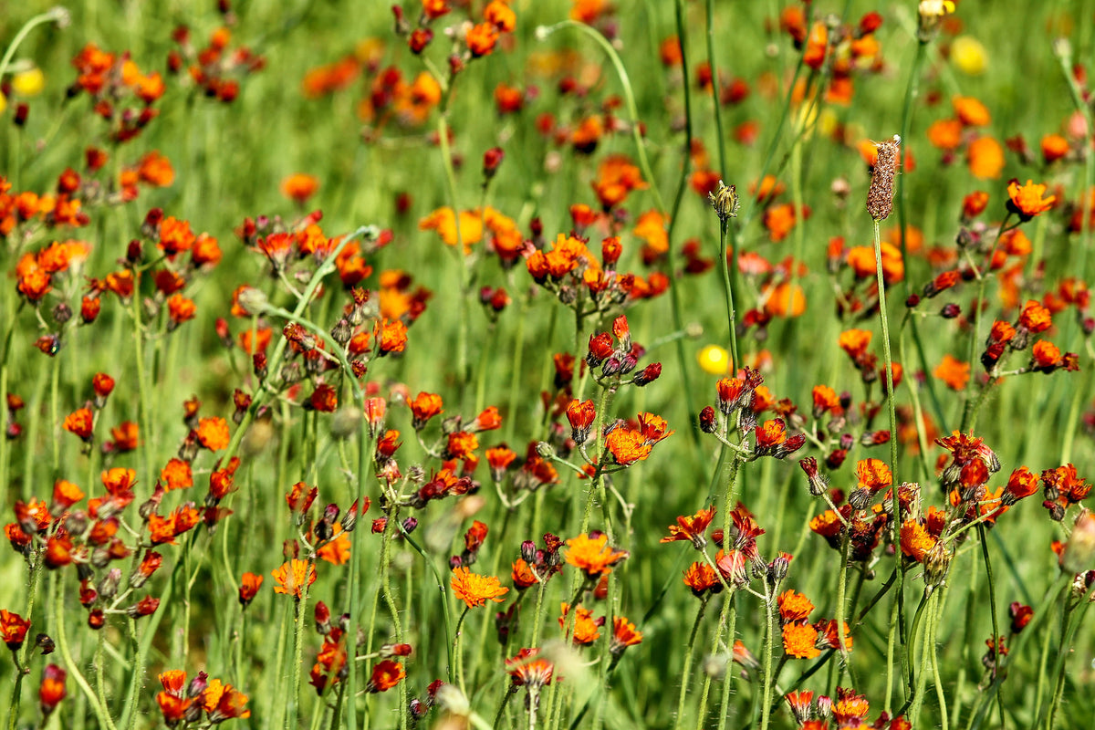 acrylic-print-hawkweeds