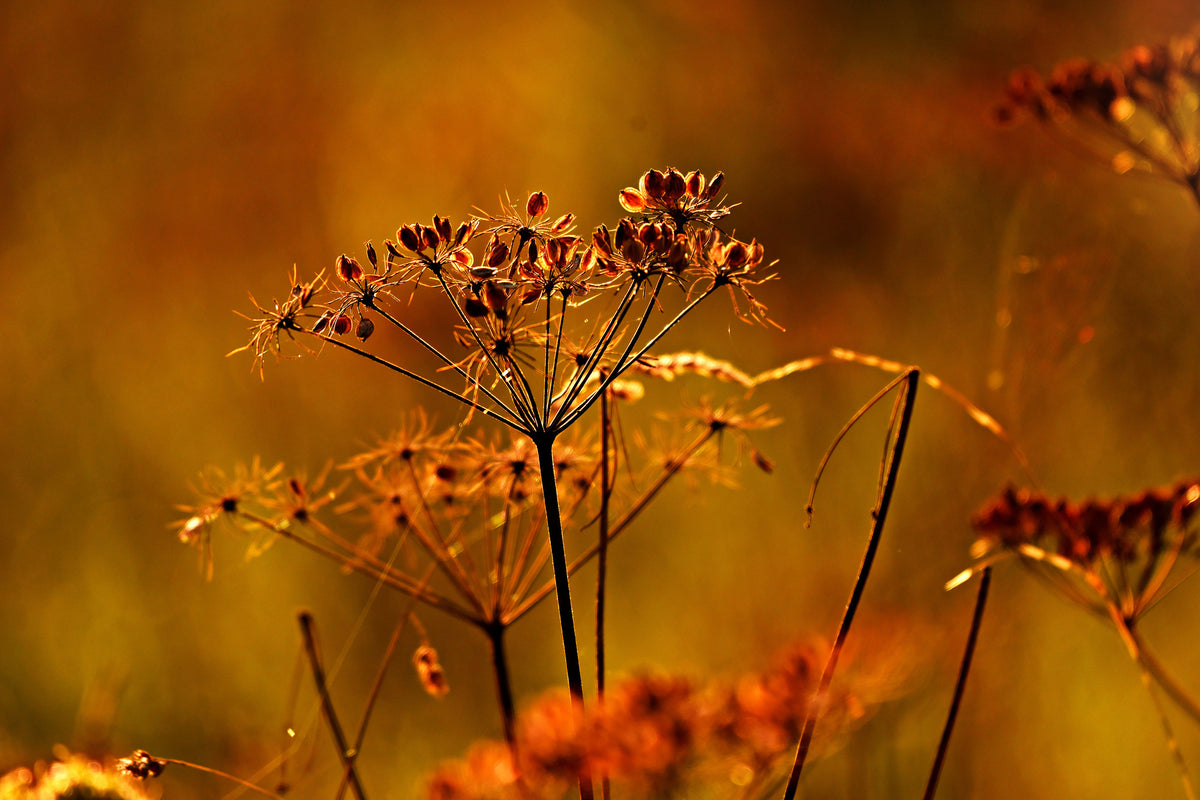 acrylic-print-seeds