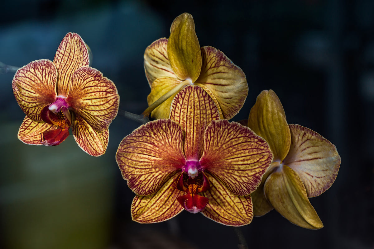 acrylic-print-orchidaceae