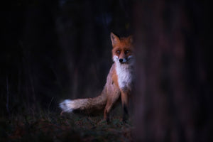 acrylic-print-glances