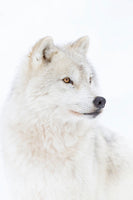 framedcanvas-print-portrait-of-an-arctic-wolf-x