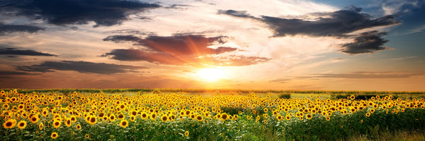 panoramic-3-piece-canvas-print-a-field-of-sunflowers-panorama