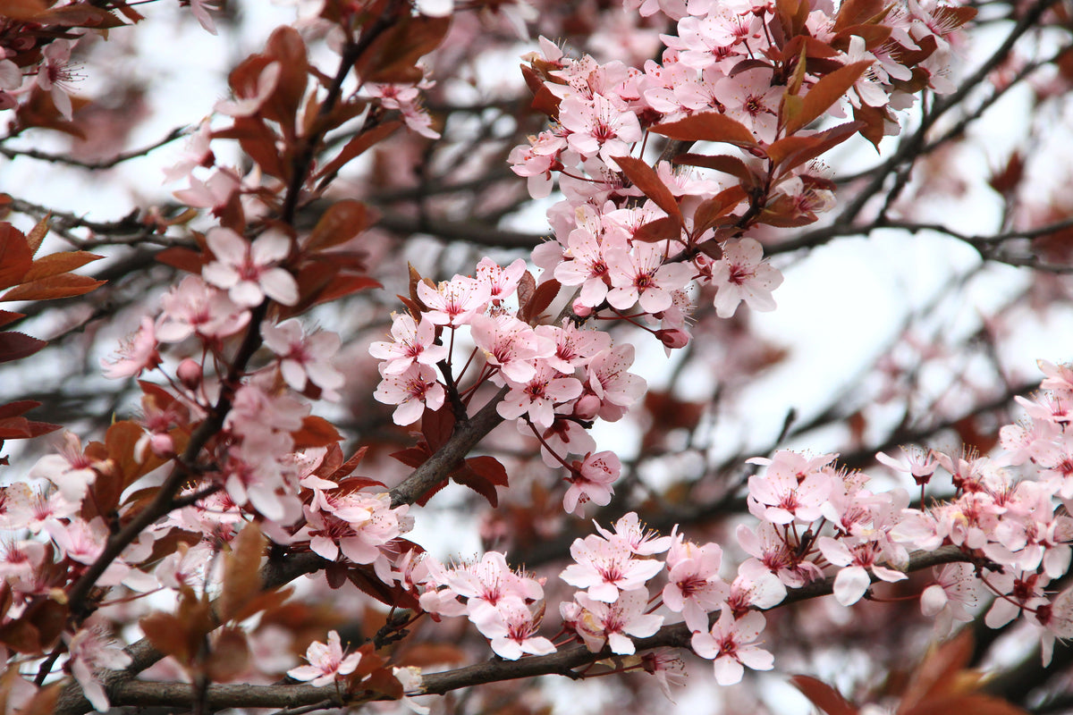 framedposter-print-spring-is-here