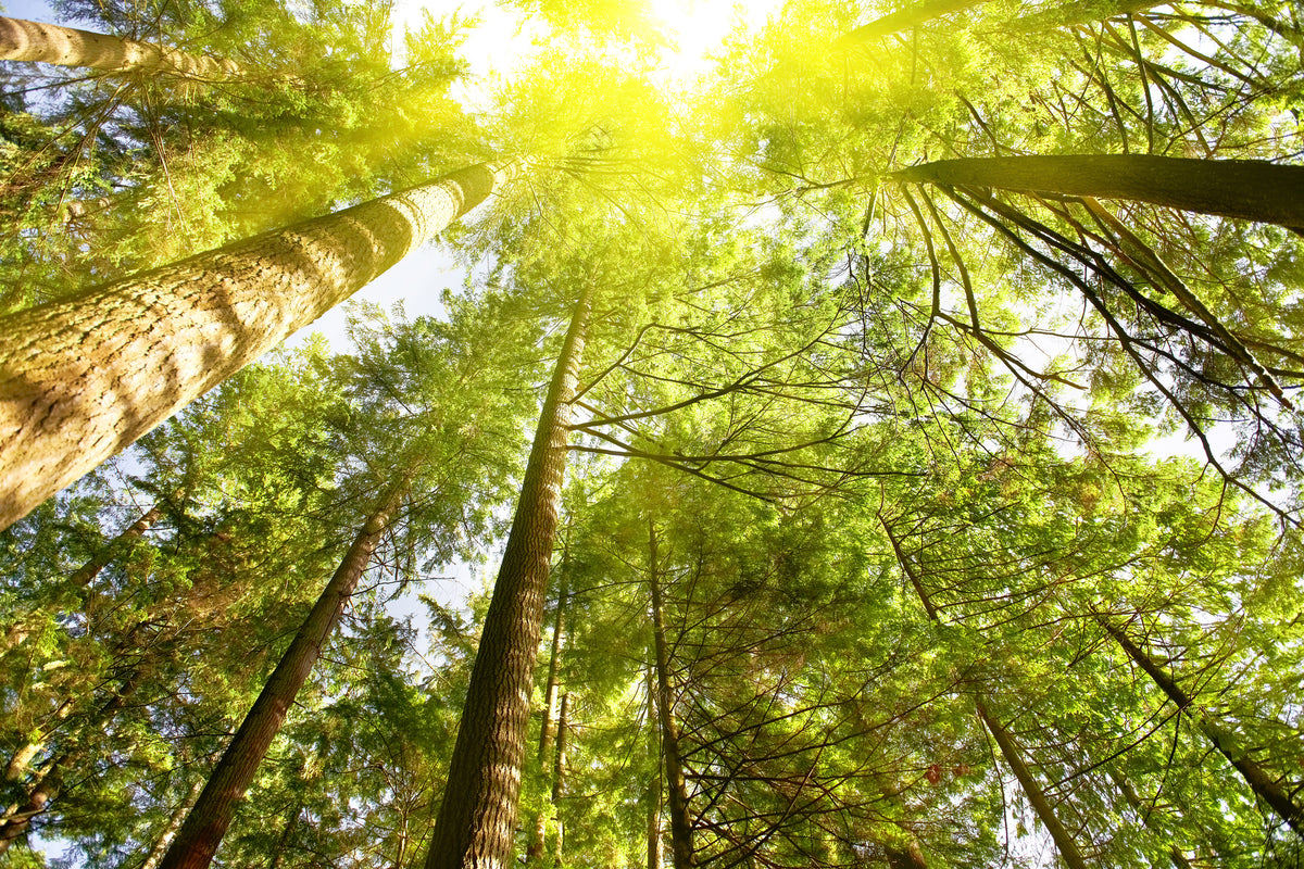 3-piece-canvas-print-treetops-in-the-sun