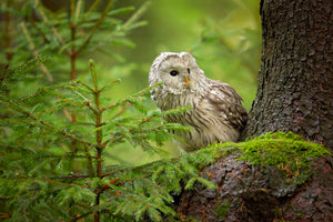 framedposter-print-ural-owl-x