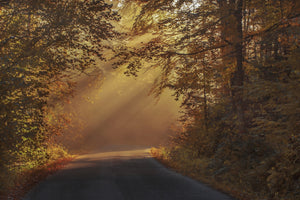 3-piece-canvas-print-sunbeams-in-the-forest