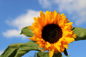 3-piece-canvas-print-sunflower-in-bloom