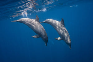 acrylic-print-two-bottlenose-dolphins