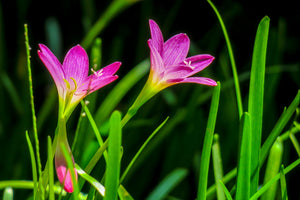 aluminium-print-flowers-in-nature