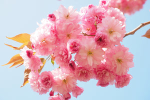3-piece-aluminium-print-the-cherry-blossoms