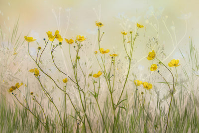 poster-print-good-morning-xid