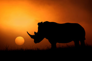 acrylic-print-rhino-sunrise