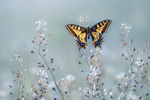 acrylic-print-swallowtail-beauty