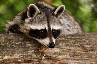 poster-print-the-cute-raccoon