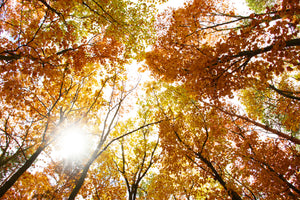 acrylic-print-enlightened-autumn-trees