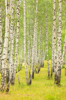 acrylic-print-the-birch-forest-in-late-summer
